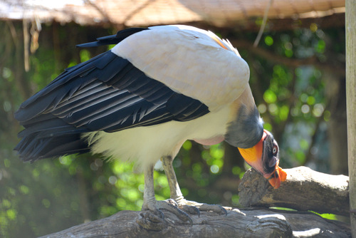 World of Birds Wildlife Sanctuary.